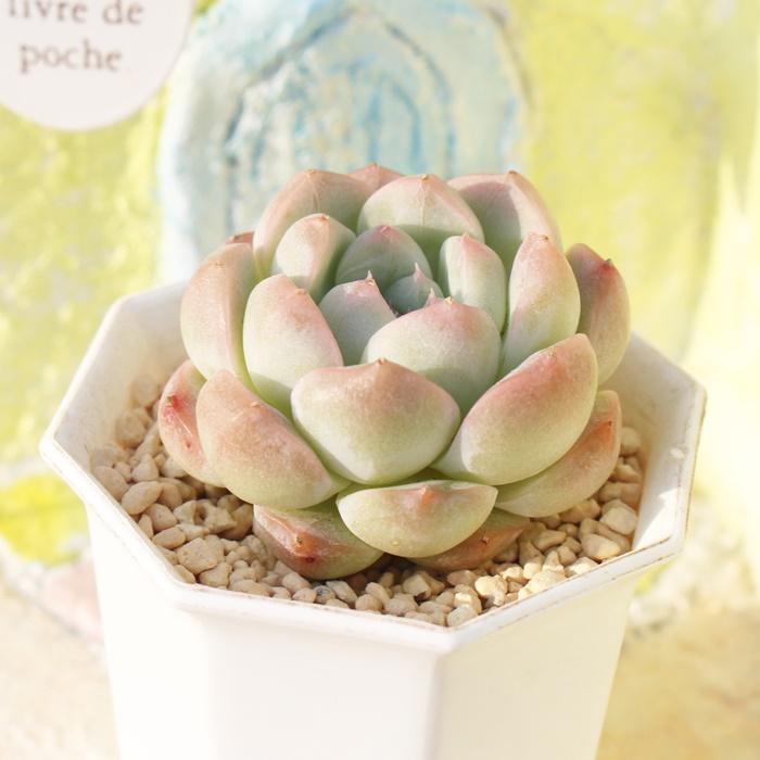 胡桃大福 永遠ラベル付き エケベリア Echeveria kurumidaifuku 2寸