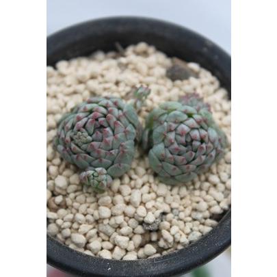 グロボーサ ミニマ 2寸ポット 韓国苗 エケベリア 弁慶草科 多肉植物 苗 新築祝 新築祝 誕生日祝 開店祝 結婚式祝 Eck 66 多肉永遠支店 通販 Yahoo ショッピング
