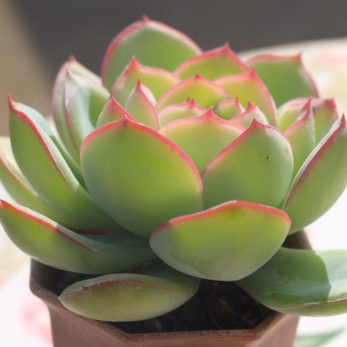 モーニングデュー Mサイズ エケベリア 韓国苗 Echeveria MORNING DEW