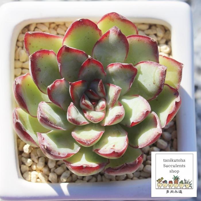 Top【選抜株】多肉植物　360827メキシコ　プリドニス　35個　鉢無し/脱土 メキシコプリドニス エケベリア ECHEVERIA MEXICO PRIDONIS 弁慶草科