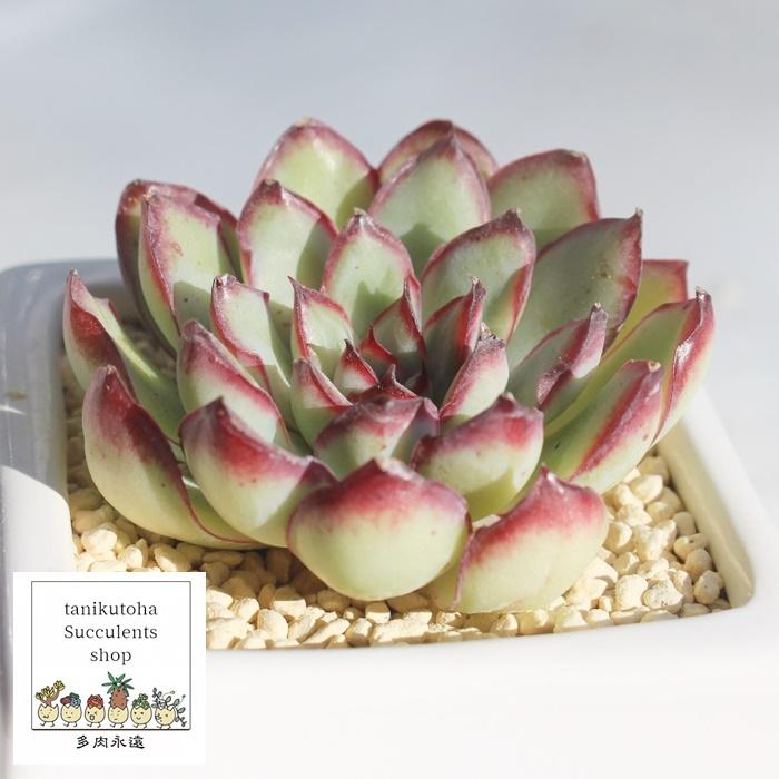 メキシコプリドニス エケベリア ECHEVERIA MEXICO PRIDONIS 弁慶草科