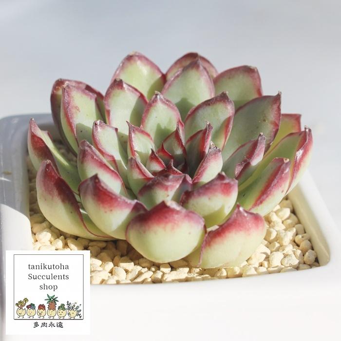 メキシコプリドニス エケベリア ECHEVERIA MEXICO PRIDONIS 弁慶草科 多肉植物 観葉植物 韓国苗 薔薇咲 きれい かわいい ロゼットタイプ｜tanikutoha｜02