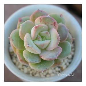 ニクサーナ 2寸ポット エケベリア 弁慶草科 多肉植物 苗 新築祝 誕生日