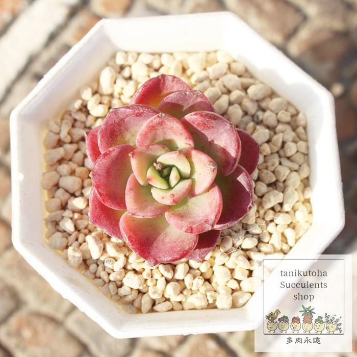 韓国苗♪ノーブル♪カット苗♪ 【公式通販】