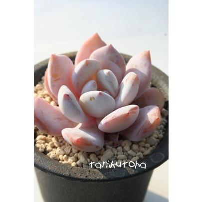 ラウリンゼ特白タイプ 2寸ポット エケベリア 弁慶草科 多肉植物