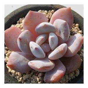 ラウリンゼ特白タイプ 2寸ポット エケベリア 弁慶草科 多肉植物