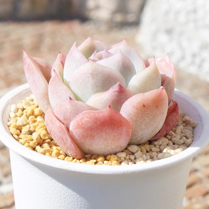 多肉植物 抜き苗 ラズベリーアイス＆ハオルチア 【公式通販】