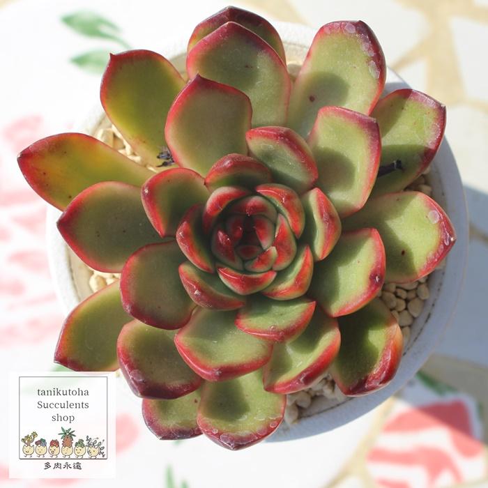 レッドモラン Lサイズ エケベリア ECHEVERIA RED MORAN 弁慶草科