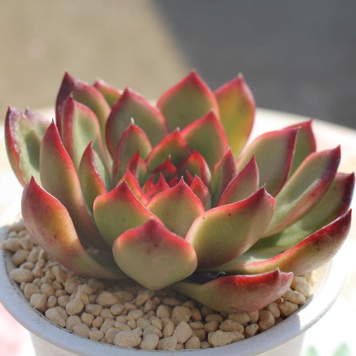 レッドモラン Lサイズ エケベリア ECHEVERIA RED MORAN 弁慶草科
