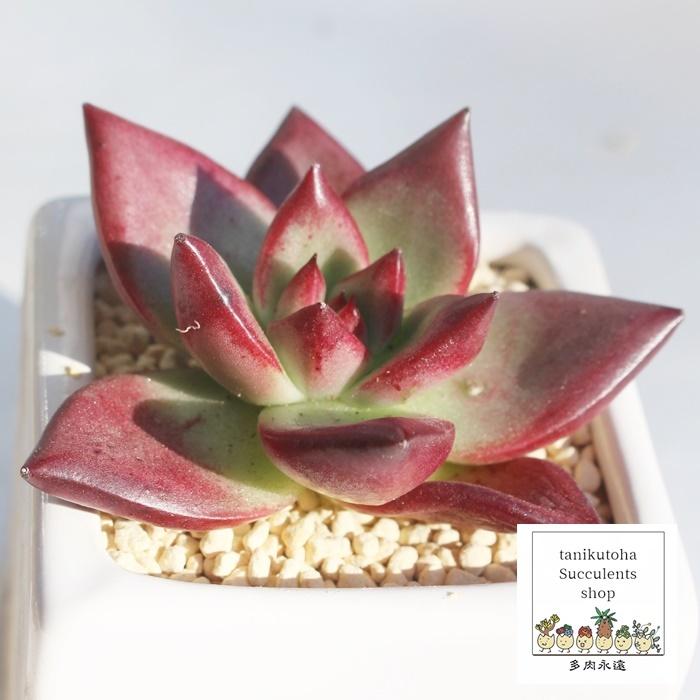 ロカ Lサイズ カット苗 エケベリア ECHEVERIA ROCA 弁慶草科 多肉植物