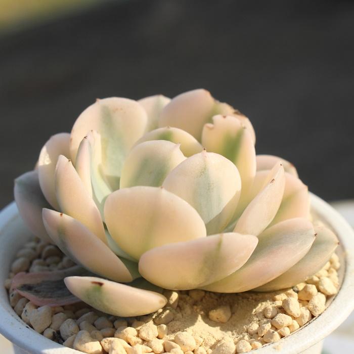 ルンヨニー錦 エケベリア 2寸ポット 韓国苗 Echeveria ruyonii ルンヨニー錦 エケベリア 2寸ポット 韓国苗 Echeveria ruyonii