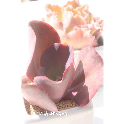 シルバーオンレッド 2寸ポット エケベリア 弁慶草科 多肉植物 苗 新築祝 新築祝 誕生日祝 開店祝 結婚式祝 Ecs 022 多肉永遠支店 通販 Yahoo ショッピング