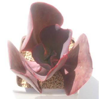 シルバーオンレッド 2寸ポット エケベリア 弁慶草科 多肉植物 苗 新築祝 新築祝 誕生日祝 開店祝 結婚式祝 Ecs 022 多肉永遠支店 通販 Yahoo ショッピング