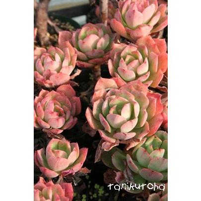 スペクタビリス 2寸ポット エケベリア 弁慶草科 多肉植物 苗 新築祝 新築祝 誕生日祝 開店祝 結婚式祝 Ecs 031 多肉永遠支店 通販 Yahoo ショッピング