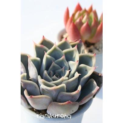 白雪姫 2寸ポット エケベリア 弁慶草科 多肉植物 苗 新築祝 誕生日祝 