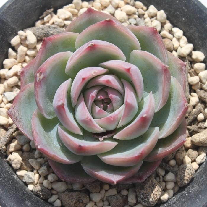 多肉植物　エケベリアsp  韓国苗 抜き苗 姫蓮錦 ZM1575×35株 ふっくら 多肉植物 エケベリア
