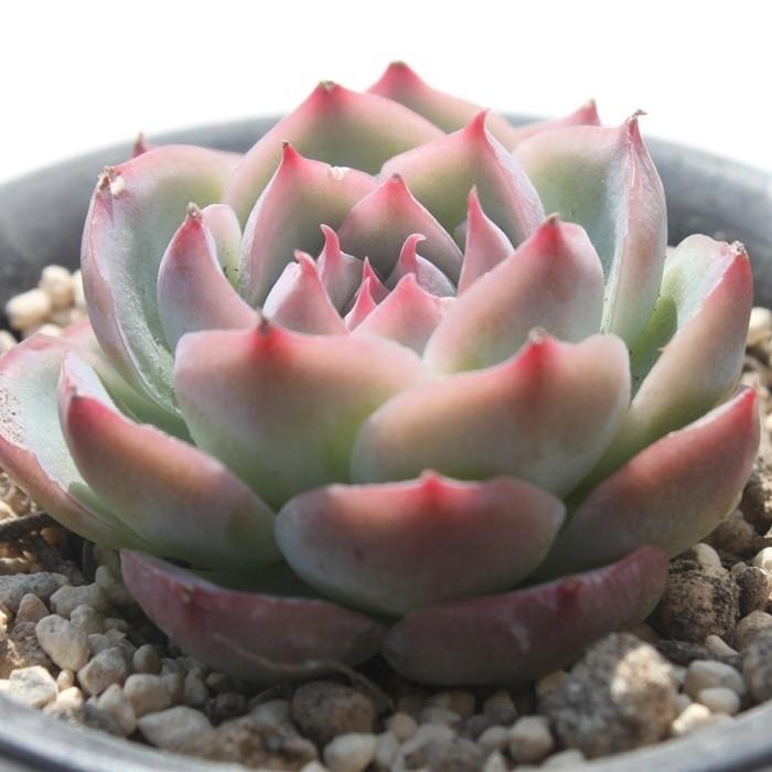 シルエット エケベリア 2寸ポット 韓国苗 弁慶草科 多肉植物 苗 シルエット エケベリア 2寸ポット 韓国苗 弁慶草科 多肉植物 苗