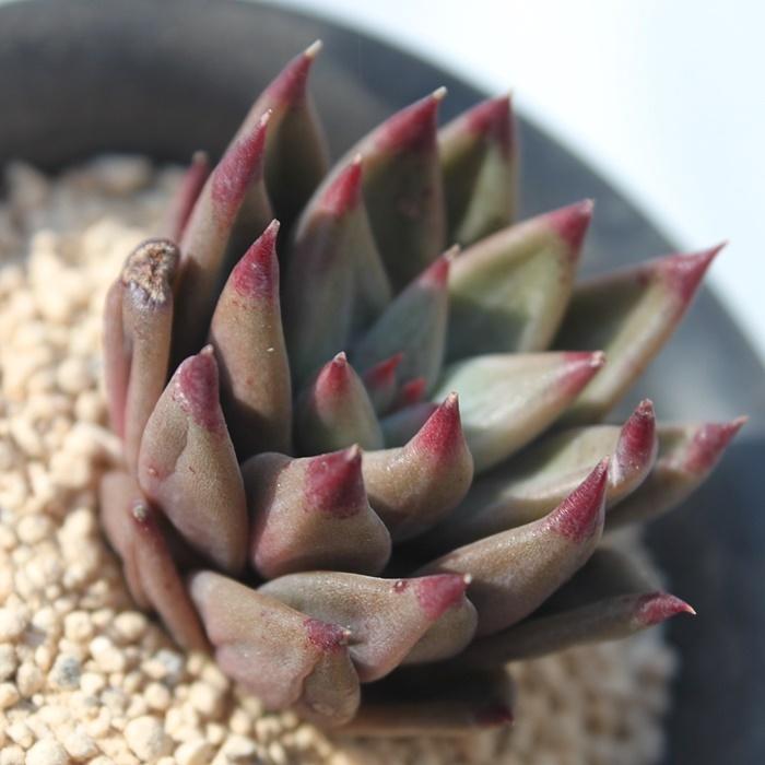 653円 新作入荷 レインボー 2寸ポット 韓国苗 エケベリア 弁慶草科 多肉