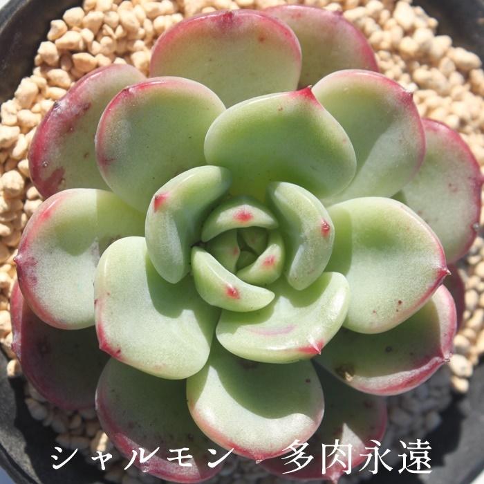 多肉植物 シャルモン 群生 | るる農園~多肉植物専門