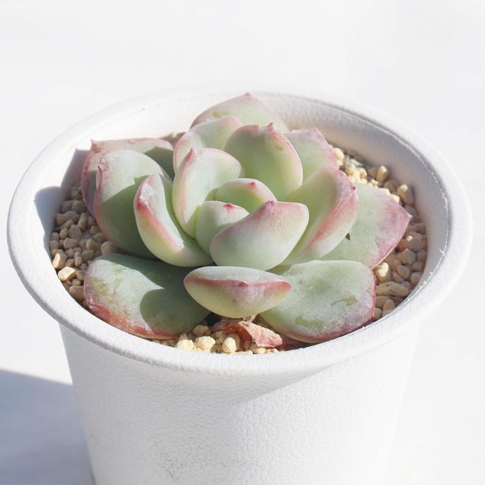 シュークリーム エケベリア 2寸ポット Echeveria chou cream