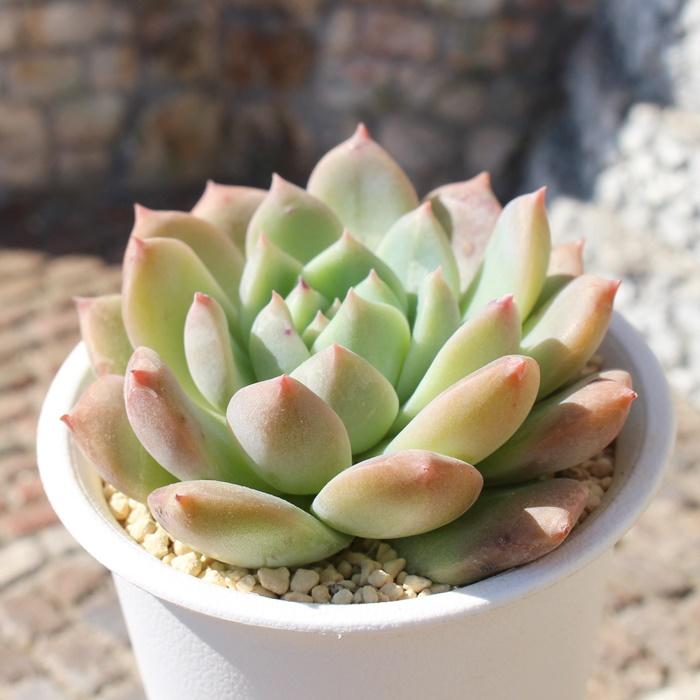 白苺福大福 永遠ラベル付き エケベリア Echeveria siroichigo fuku