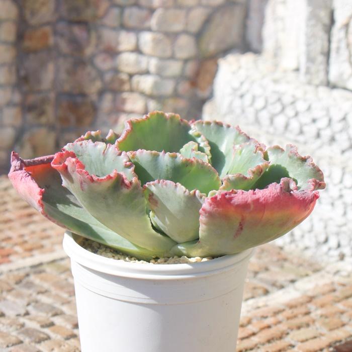 女王の花笠 カット苗 大型種 エケベリア 弁慶草科 多肉植物 苗 女王の花笠 カット苗 大型種 エケベリア 弁慶草科 多肉植物 苗