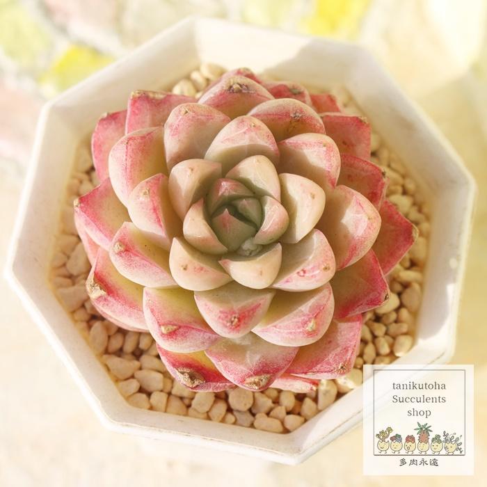 【約35円/個】造花 まとめ売り 値下げ！12,400→7,350円 約35円/個】造花 まとめ売り 値下げ！12,400→7,350円 約35円/個】