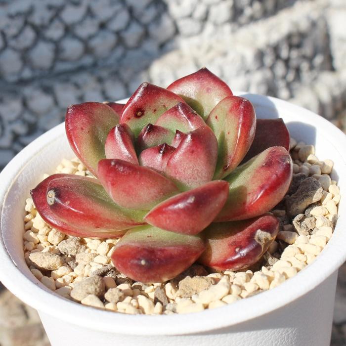 毒林檎 永遠ラベル付き エケベリア Echeveria dokuringo 弁慶草科 多肉