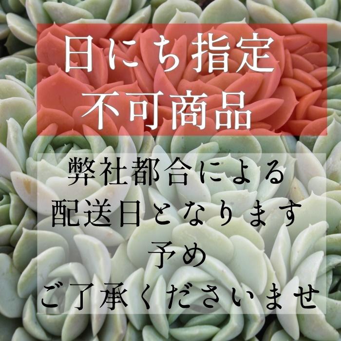 毒林檎 永遠ラベル付き エケベリア Echeveria dokuringo 7.5cmポット 弁慶草科 多肉植物 多肉永遠苗｜tanikutoha｜04