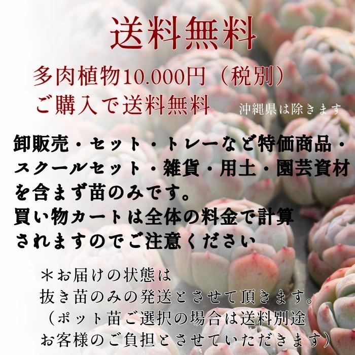 毒林檎 永遠ラベル付き エケベリア Echeveria dokuringo 7.5cmポット 弁慶草科 多肉植物 多肉永遠苗｜tanikutoha｜07