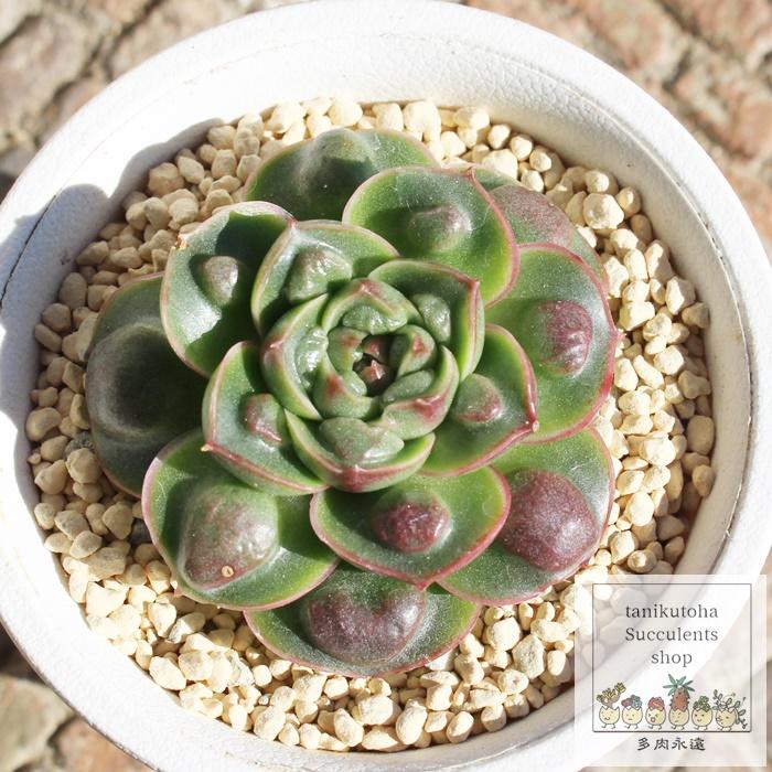 達磨ロンギシマウォーター カット苗 6cmポット Echeveria 韓国苗 