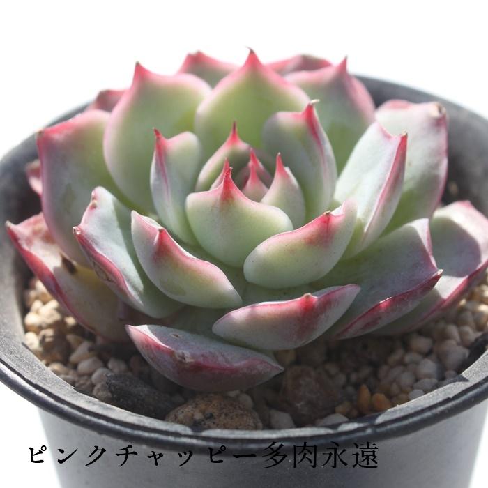 お纏め　多肉植物　❁︎ピンクチップス錦　未発根 お纏め 多肉植物 ❁︎ピンクチップス錦 未発根