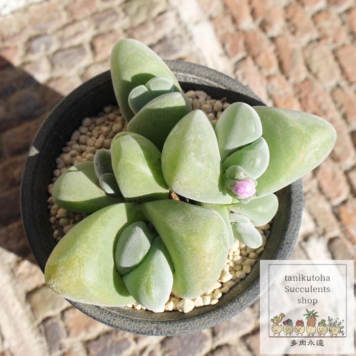 無比玉2頭 ギバエウム 6cmポット gibbaeum disper 珍しい多肉 無比玉2頭 ギバエウム 6cmポット gibbaeum disper 珍しい多肉