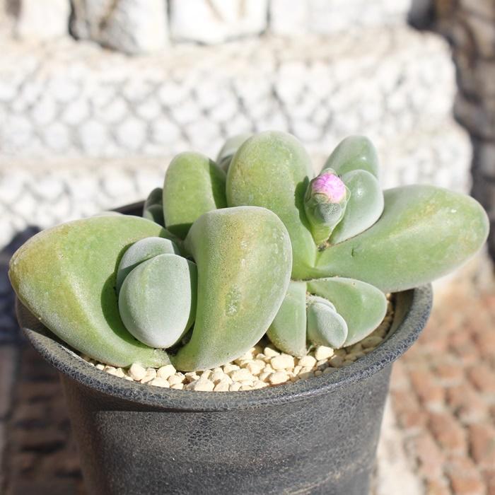 無比玉2頭 ギバエウム 6cmポット gibbaeum disper 珍しい多肉 無比玉2頭 ギバエウム 6cmポット gibbaeum disper 珍しい多肉