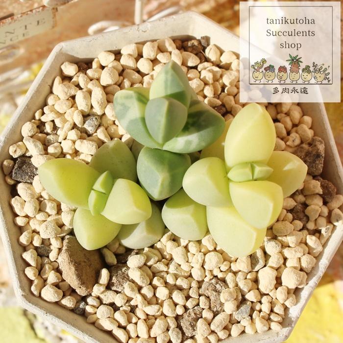 レーマニー錦 コルプスクラリア 6cmポット Corpuscularia lehmannii