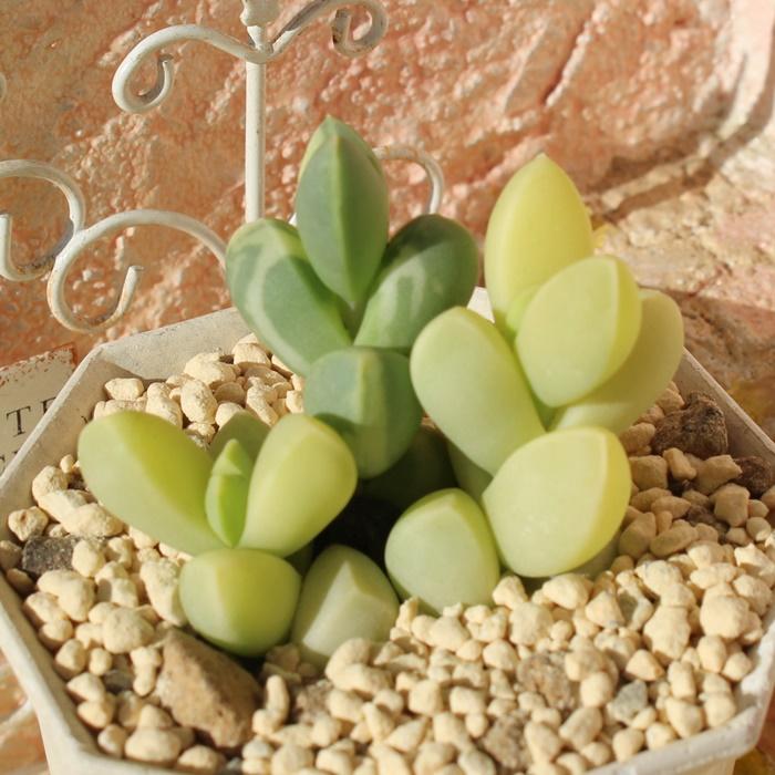 専用‼︎多肉植物^o^ レーマニー錦 専用‼︎多肉植物^o^ レーマニー錦