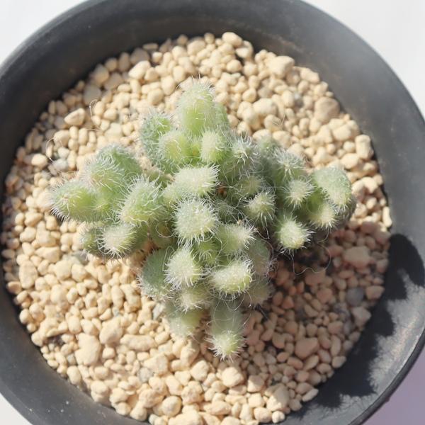 エキナツム錦 ドロサンテマム Drosanthemum sp variegata 多肉植物