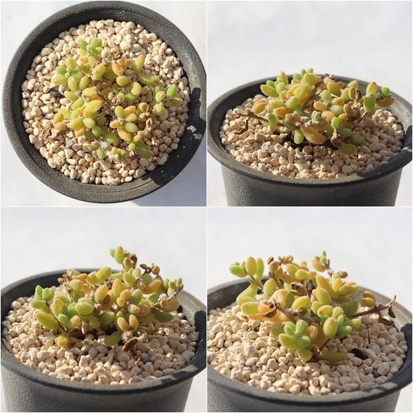紅宝石 ドロサンテマム Drosanthemum 'benihouseki' 多肉植物