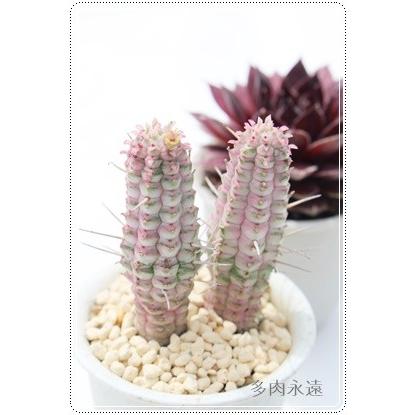 白樺キリン ユーフォルビア トウダイクサ科 多肉植物 珍品多肉植物