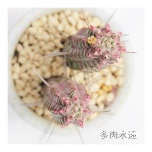 白樺キリン ユーフォルビア トウダイクサ科 多肉植物 珍品多肉植物