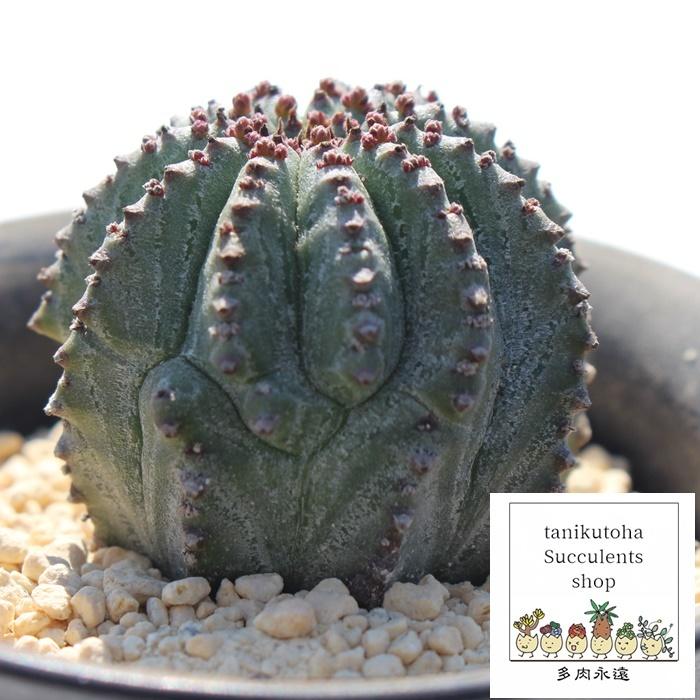 ホリダ梵天 ユーフォルビア トウダイクサ科 多肉植物 珍品多肉植物