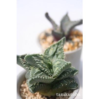 フォーカリア☆怒涛　 a　多肉 怒涛 フォーカリア 多肉植物 群生 セット 1051 - メルカリ