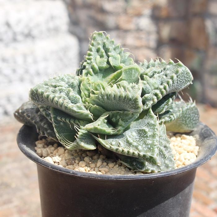 狂乱怒濤 フォーカリア メセン科 多肉植物 根付苗 多肉激安 エイリアン