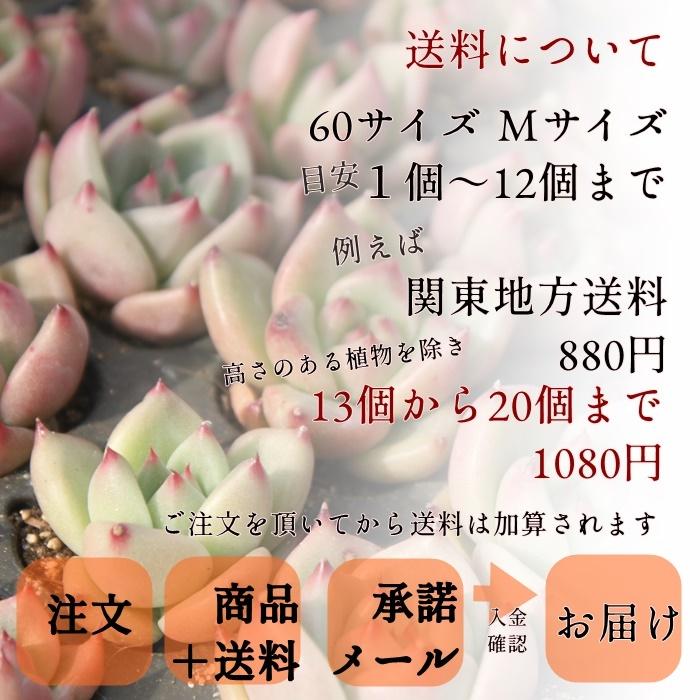 狂乱怒濤 Lサイズ 8cmポット フォーカリア メセン科 多肉植物 根付苗 多肉激安 エイリアン多肉植物｜tanikutoha｜09