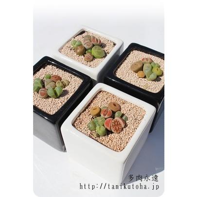 リトープスとコノフィッツムの寄せ植え2鉢セット 可愛い リトープスとコノフィッツムの寄せ植え2鉢セット 可愛い