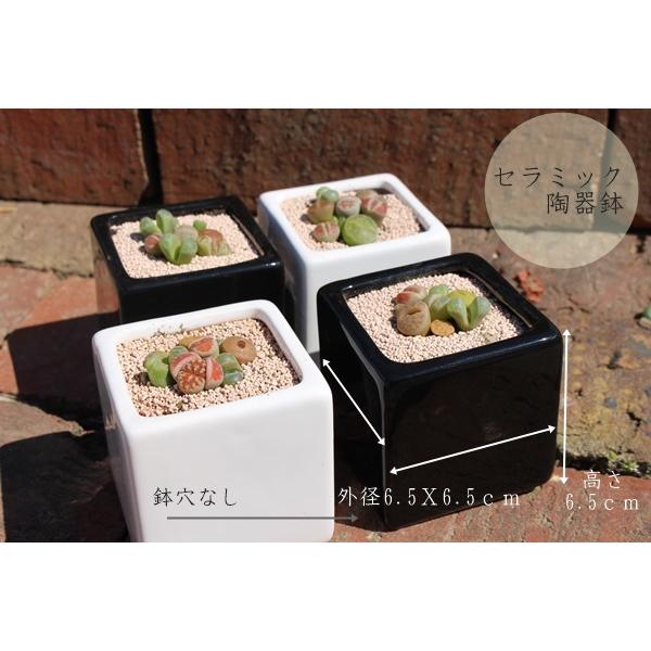 リトープスとコノフィッツムの寄せ植え2鉢セット 可愛い リトープスとコノフィッツムの寄せ植え2鉢セット 可愛い