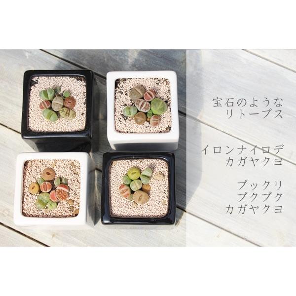 リトープスとコノフィッツムの寄せ植え2鉢セット 可愛い リトープスとコノフィッツムの寄せ植え2鉢セット 可愛い