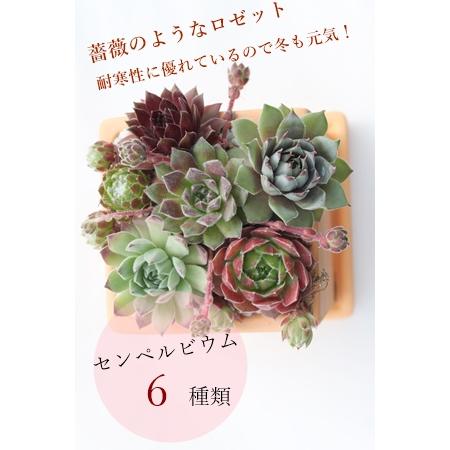 テラコッタスクエアーセンペルビウムの寄せ植え 多肉植物 贈り物 新築