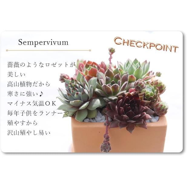 テラコッタスクエアーセンペルビウムの寄せ植え 多肉植物 贈り物 新築