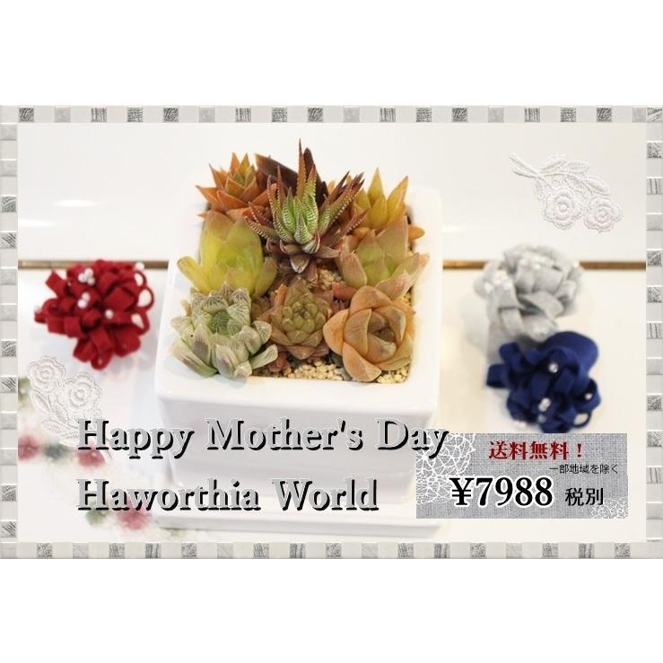 きのこ と!!同居人 フィカス ベンガレンシス 根上り インテリア